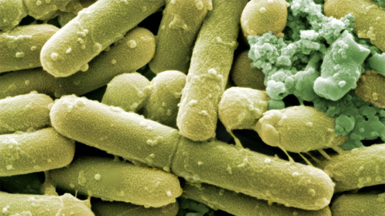 Green coloured SEM of rod shaped C.difficile bacteria