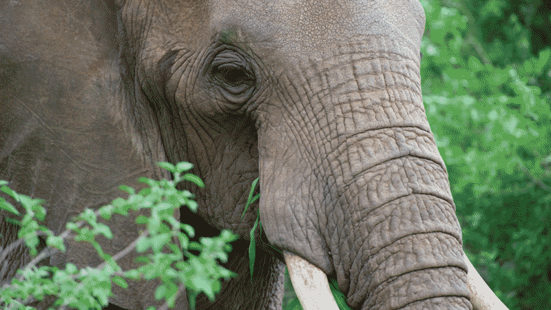 African elephant's skin