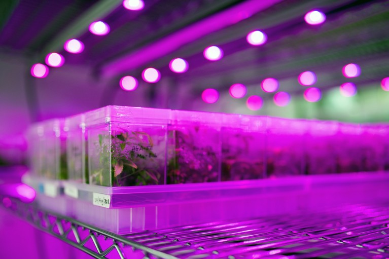 Cannabis plants grown in research lab