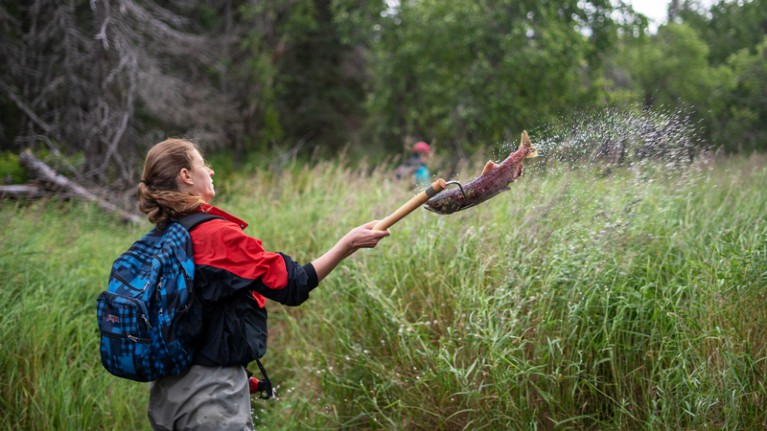 A student throws a dead sockeye salmon onto the bank of Hanson Creek