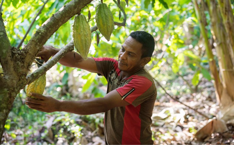 A farmer cuts ripe cocoa pods off a tree