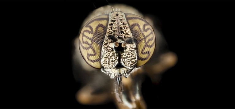 A close-up image of the head of a hoverfly, with intricately patterned brown and gold eyes