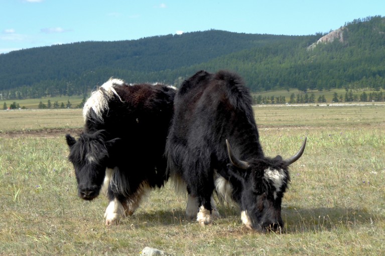 Cows in Mongolia