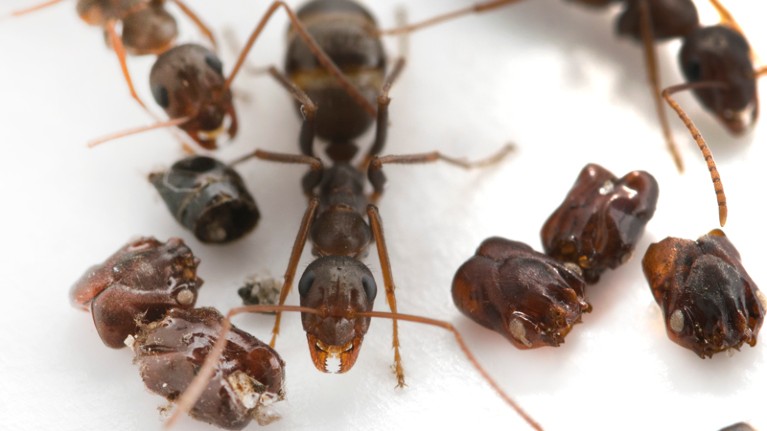 Florida's skull-collecting ant, next to trap-jaw ant body parts