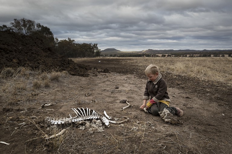 Harry Taylor, 6, plays with the bones of dead livestock.
