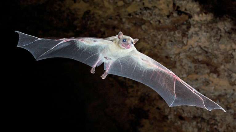 Adult Egyptian fruit bat appearing to smile as it flies out of its' cave to forage
