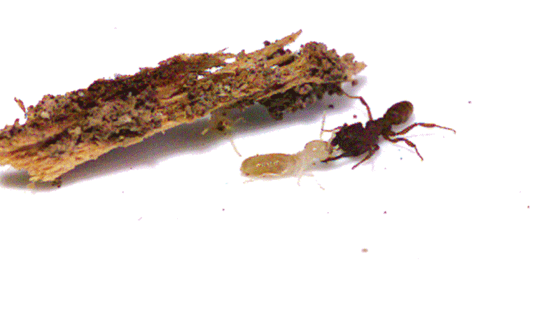 Dracula ant striking a termite