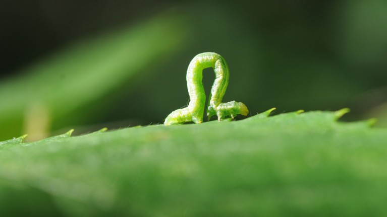An inchworm crawling along a leaf