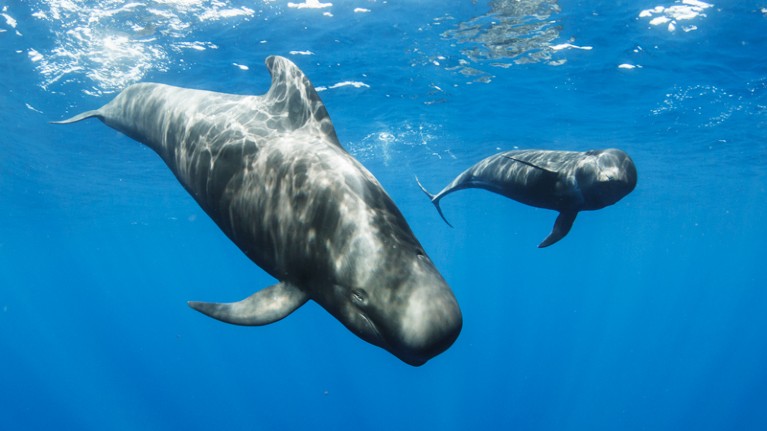 Two short-finned pilot whales