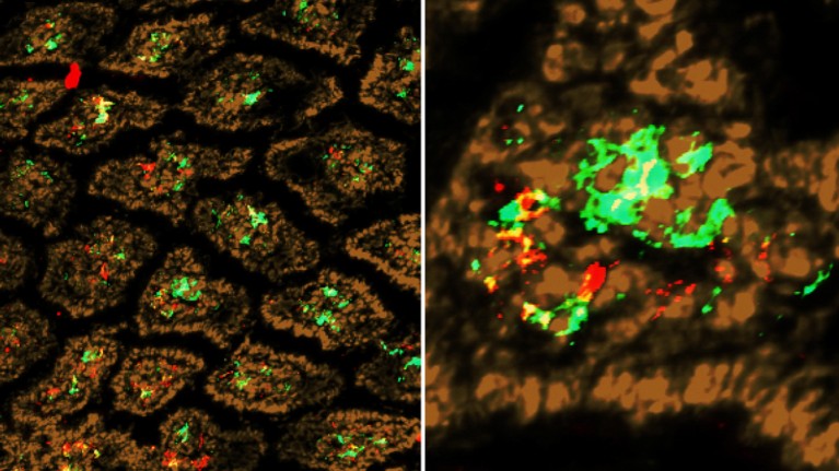 Immunofluorescence images of mouse intestines