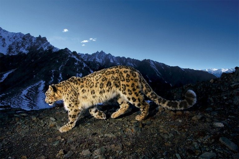 A snow leopard traverses a rocky slope at night in the nearby high altitude Hemis National Park in India.