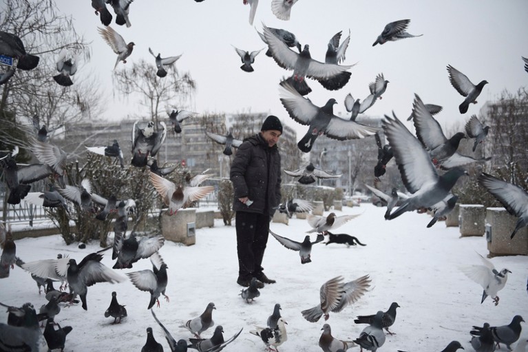 Pigeons fly in front of a man after a snowfall in Thessaloniki