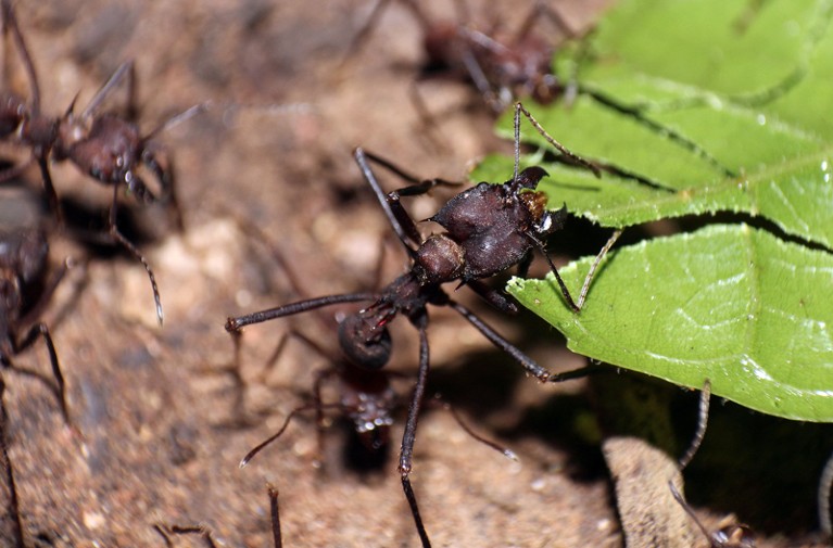 Leaf-cutter ant removing a leaf obstruction from a foraging trail