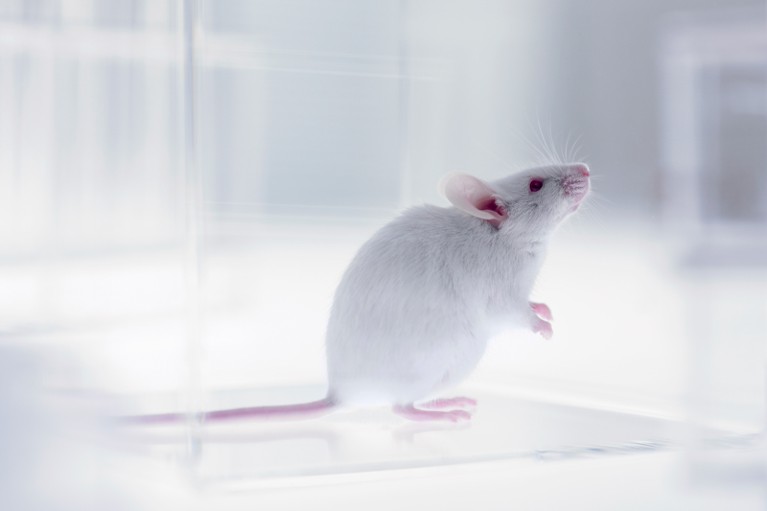 A lab mouse
