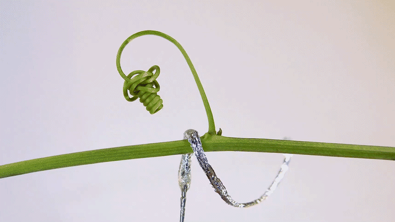Tendril-like soft coiling around a vine stem