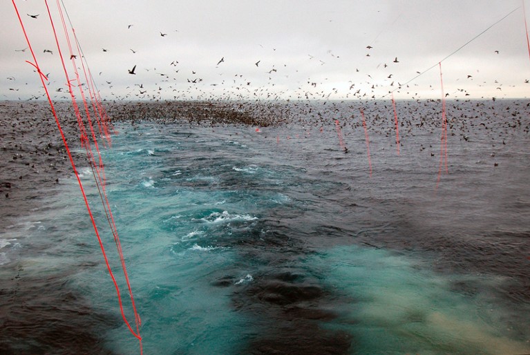Streamer lines on a fishing boat stop seabirds getting tangled
