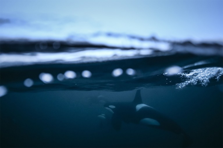 An orca (bottom right) is seen beneath the water in this split screen photograph