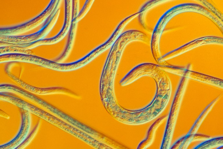 Light micrograph of Caenorhabditis elegans nematode worms