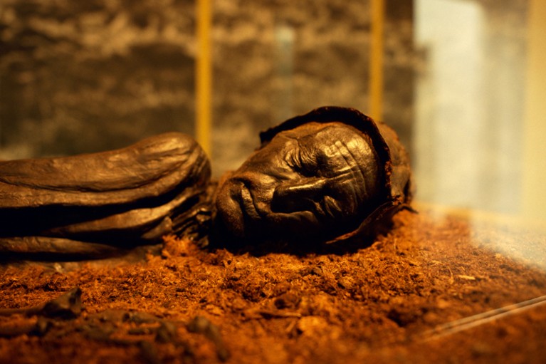 The preserved head and shoulders of the Tollund man