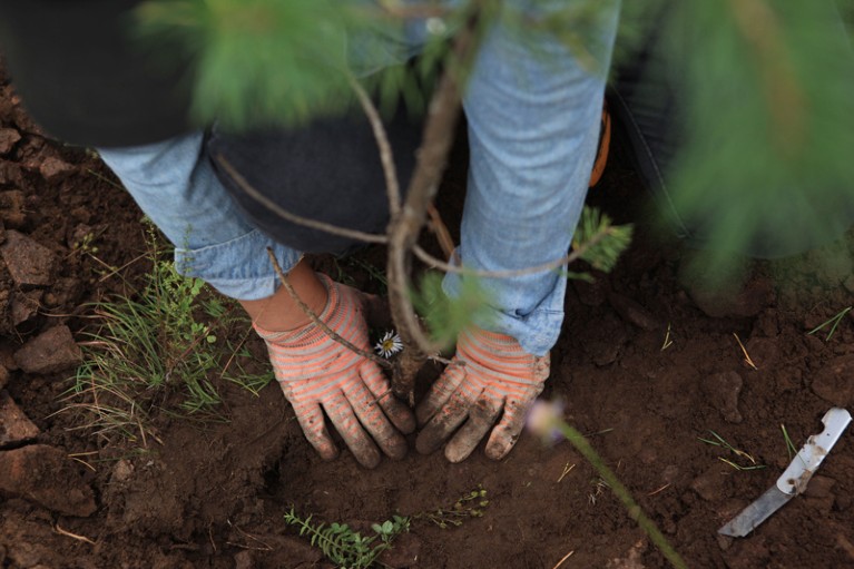 A worker plants a sapling of Mongolian Scots pine