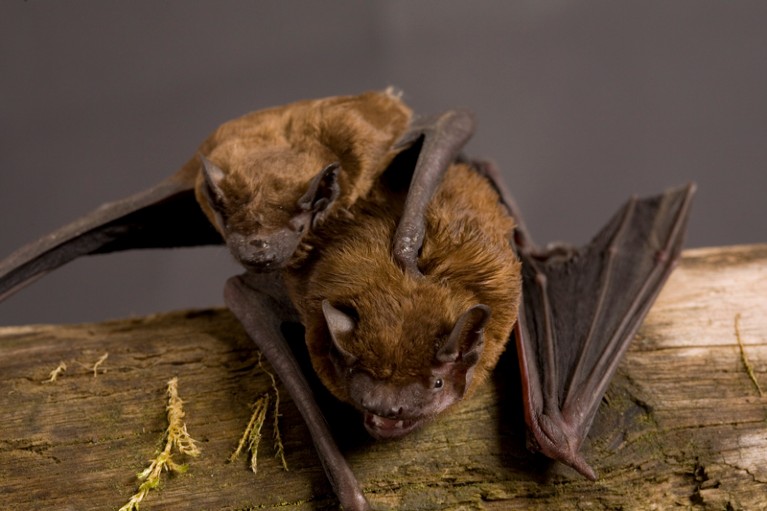 Adult and juvenile Noctule bat