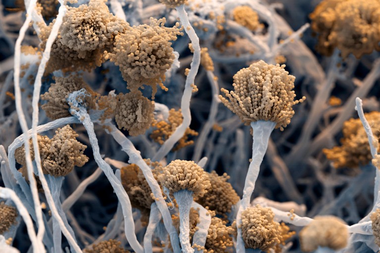 Scanning electron micrograph of the fungus Aspergillus fumigatus, made up of fungal threads with fruiting bodies at the tip