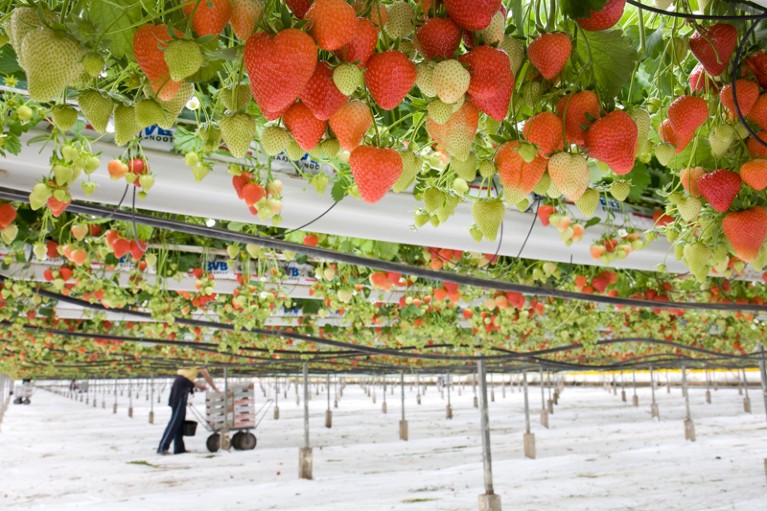 Commercial strawberry production by tabletop system