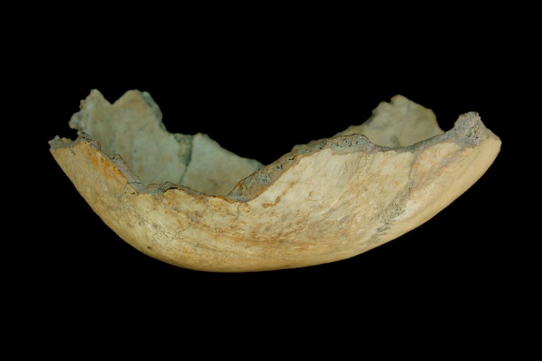Right lateral view of the skull-cup from Cueva de El Toro
