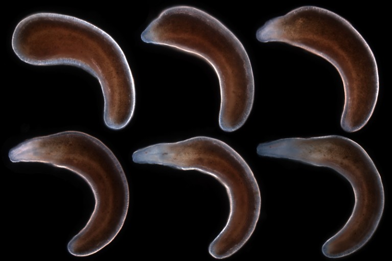 Lineus sanguineus at different stages of regeneration, from fragment to complete worm