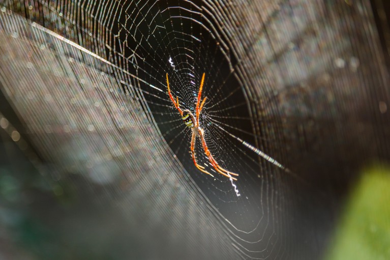 An Argiope versicolor spider in the middle of its web