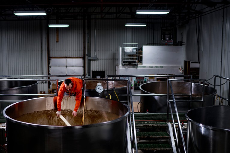 A worker leans into a large tank to remove yeast from beer during the brewing process