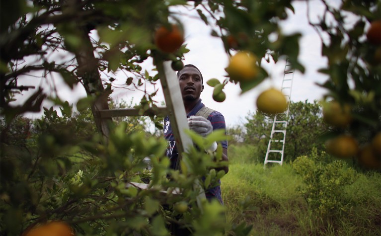 A farm worker looks at a tangerine during harvesting at a grove in Fort Pierce, Florida