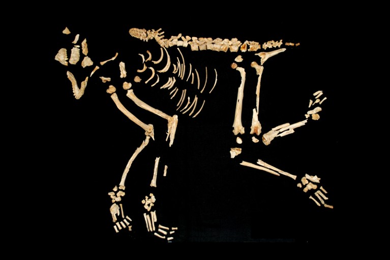 The skeleton of a rhesus macaque buried in a cemetery in the ancient settlement of Shahr-i Sokhta, Iran