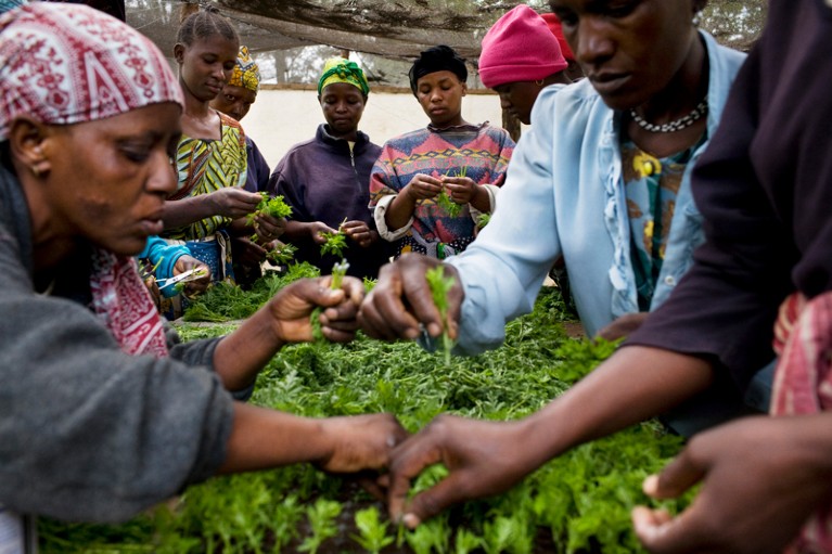 Artemisia annua being grown in Tanzania