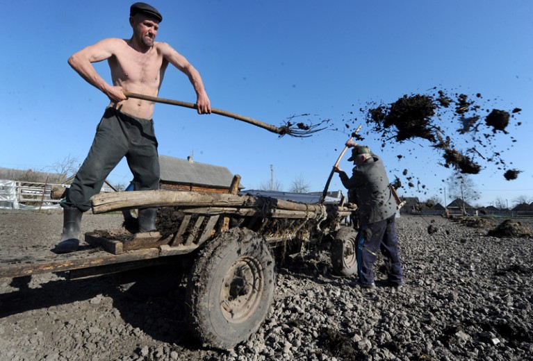 A man spreads manure to fertilize his field near the Belarus village of Veresnitsa