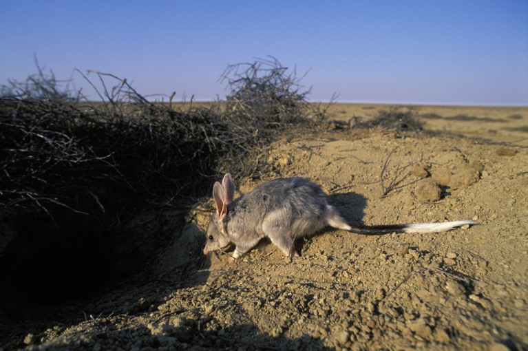 Greater bilby at a burrow