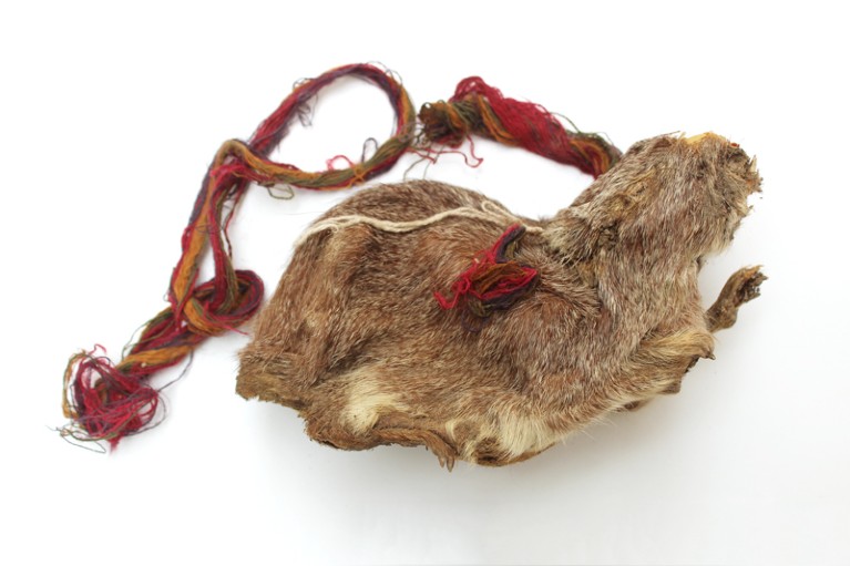 Remains of a sacrificial guinea pig adorned with long colourful strings