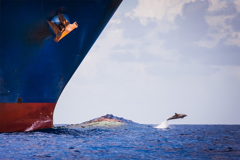 A dolphin leaps out of the water ahead of the bow of a huge ship