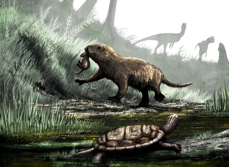 Artist's impression of the early mammal-like animal Kayentatherium