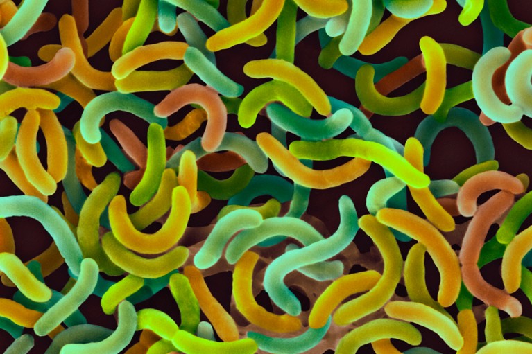 Coloured scanning electron micrograph of Vibrio cholerae bacteria