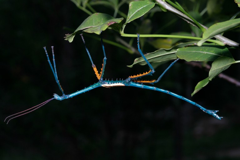 A blue stick insect Achrioptera manga