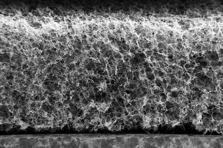 Cross-sectional scanning electron microscopy image of the 3DGraphene foam with a homogeneous and highly porous structure.