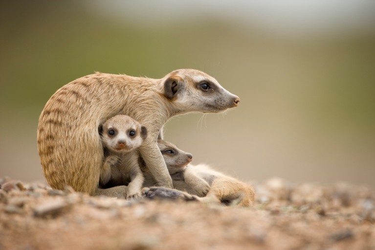 An adult meerkat protecting two pups while sitting outside burrow in the Namib Desert