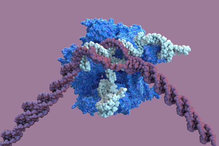Molecular model of the CRISPR-associated protein Cas9 in complex with RNA and DNA