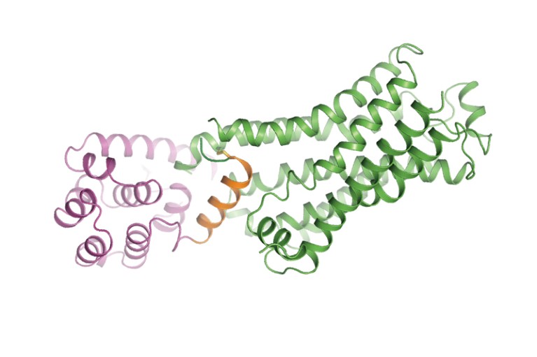 The crystal structure of the beta 2-adrenergic receptor bound to the G protein adenylyl cyclase stimulatory G protein