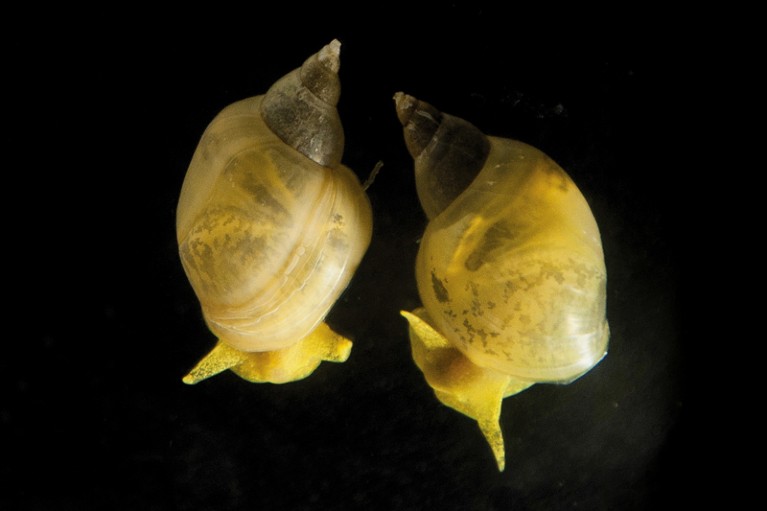 Wild-type dextral snail (right) and a CRISPR-created snail showing sinistral coiling (left).