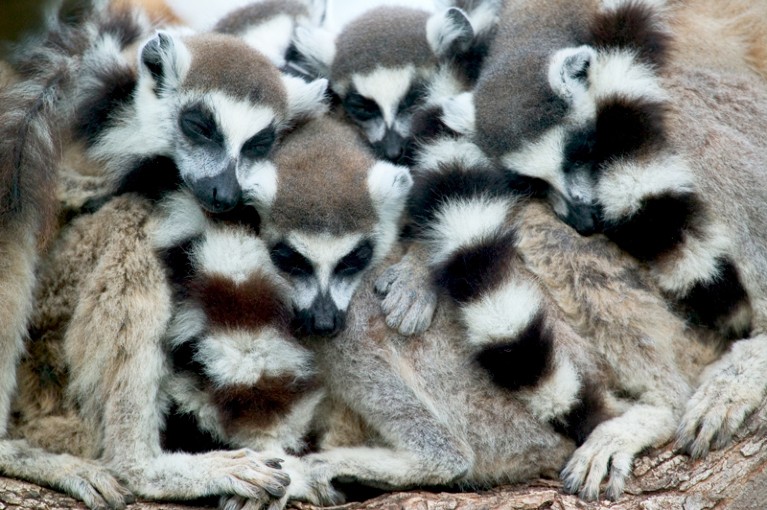 Ring-tailed Lemur group huddles for warmth as they sleep