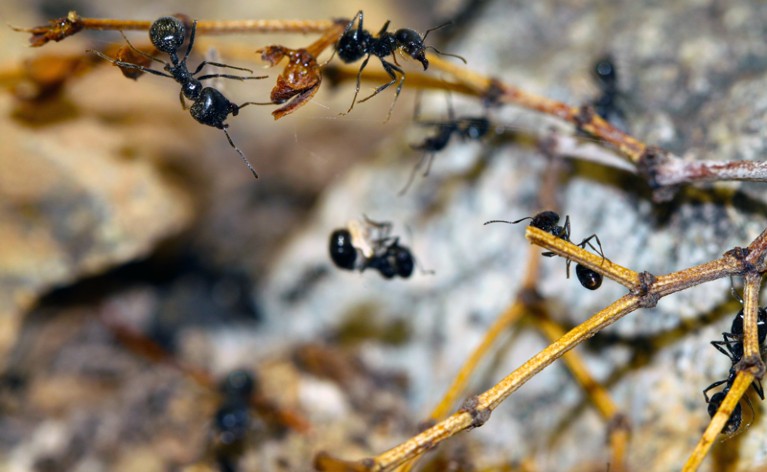 Veromessor pergandei worker ants respond to the chemical alarm signal of a sister ensnared in silk