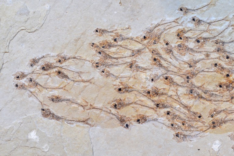 A fossilized group of the fish Erismatopterus levatus