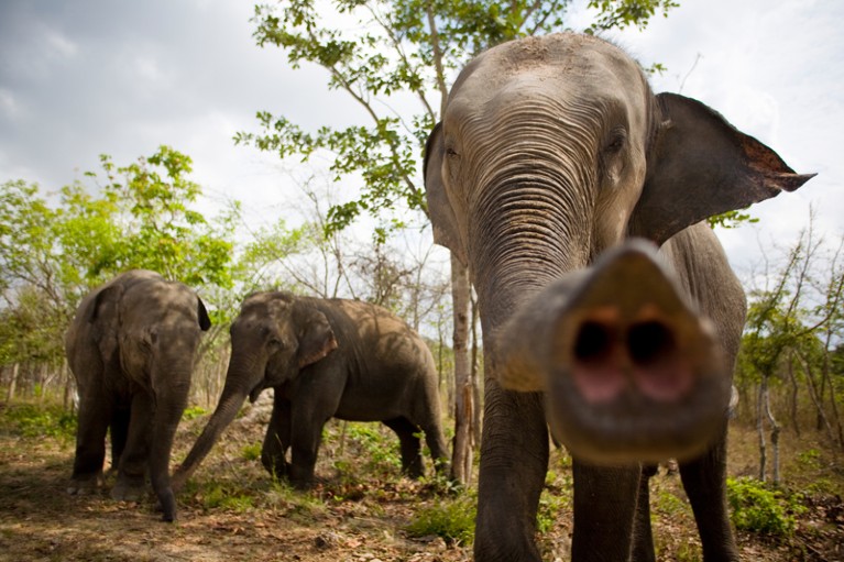 Three asian elephants playing, one reaching its trunk towards the camera